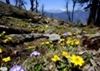 being greeted by wild flowers