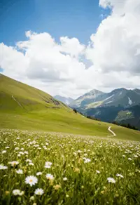 Lush Green Meadows or Bugyals