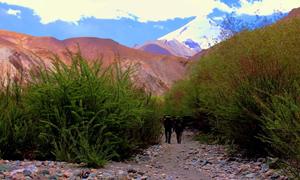 Markha Valley Trek 