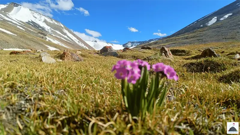 UT Kangri Climbing Expedition highlights