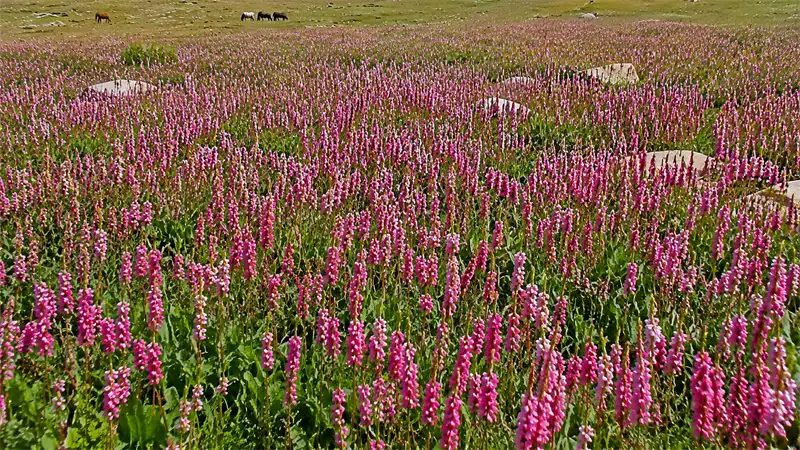 Kesar Yon Chhap and the upper Miyar Valley: the real heart of the trek