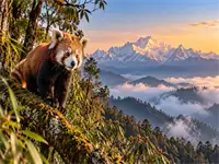 Red Panda Expedition in Singalila National Park