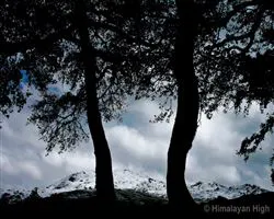 Lord Curzons Kuari Pass Trek  – 24 img 20260102140053 9 img 1629 | Himalayan High