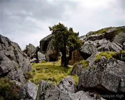 Lord Curzons Kuari Pass Trek  – 24 img 20260102140055 10 img 1664 | Himalayan High