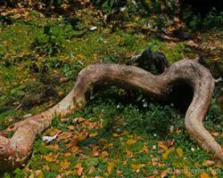 Lord Curzons Kuari Pass Trek  – 24 img 20260102140115 21 img 1768 | Himalayan High