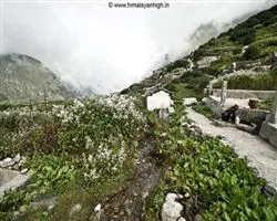 Bagini Glacier Trek – 27 img 20260101092436 5 dronagiri village in monsoon | Himalayan High