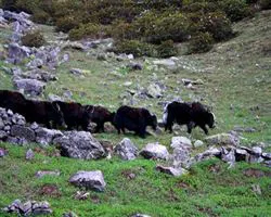 Bagini Glacier Trek – 27 img 20260101092437 6 free wild yaks ofnandadevi biosphere | Himalayan High