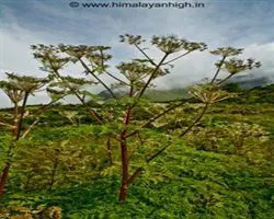 Bagini Glacier Trek – 27 img 20260101092448 12 monsoons in uttrakhand | Himalayan High