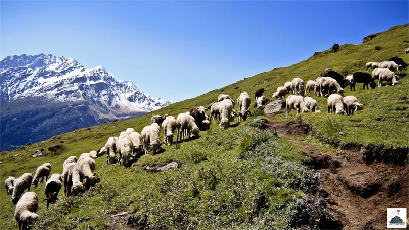  Kuari Pass Trek highlights 