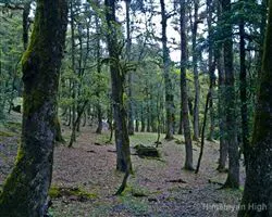 Kuari Pass Trek – 28 img 20251229211616 2 01062011481 | Himalayan High