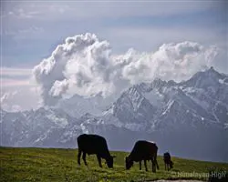 Kuari Pass Trek – 28 img 20251229211910 4 img 1682 | Himalayan High