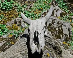 Kuari Pass Trek – 28 img 20251229211925 12 img 1770 | Himalayan High