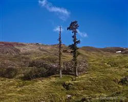 Kuari Pass Trek – 28 img 20251229211932 15 img 1783 | Himalayan High