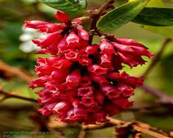 Sandakphu Phalut Trek – beautiful flowers sandakphu | Himalayan High
