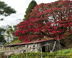 Sandakphu Phalut Trek – lali guras in full bloom | Himalayan High