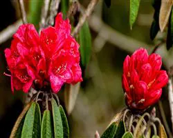 Sandakphu Phalut Trek – red rododendron lali guras | Himalayan High