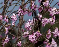 Sandakphu Phalut Trek – rich fauna of sandakphu | Himalayan High