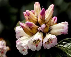 Sandakphu Phalut Trek – rhododendron bud | Himalayan High