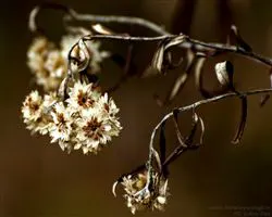 Sandakphu Phalut Trek – wonder | Himalayan High