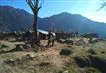day3 photo - goecha la trek rest for hard working horses