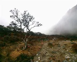 Goecha La - Kasturi La Circuit Trek – 43 img 20260106172704 23 lamuney camp | Himalayan High