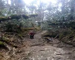 Dzongri La Trek – tsokha to phedang | Himalayan High