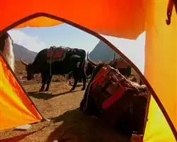 Dzongri La Trek – yaks after the day | Himalayan High