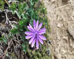 Parang La Trek – 56 img 20260310095637 15 parangla trek images 16 | Himalayan High