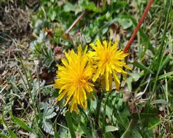 Parang La Trek – 56 img 20260310095836 0 parangla trek images 17 | Himalayan High