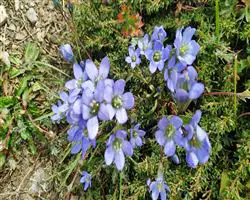 Parang La Trek – 56 img 20260310095839 2 parangla trek images 19 | Himalayan High