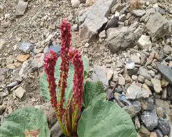 Parang La Trek – 56 img 20260310095851 9 parangla trek images 26 | Himalayan High