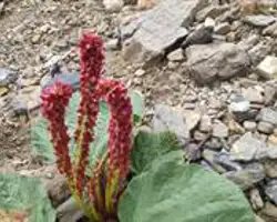 Rare Flowers of Spiti Valley | Parang La Trek