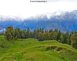 Pangarchula Peak Trek – 58 img 20251231210604 7 meadow of gorsons | Himalayan High