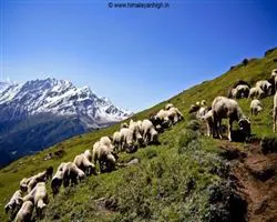 Pangarchula Peak Trek – 58 img 20251231210616 15 their world | Himalayan High