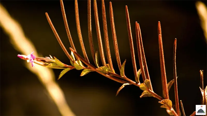 How to Photograph the Valley of Flowers: Pro Tips for Rainy Season & Macro Shots