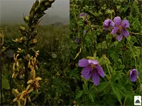 Valley of Flowers Hemkund Trek