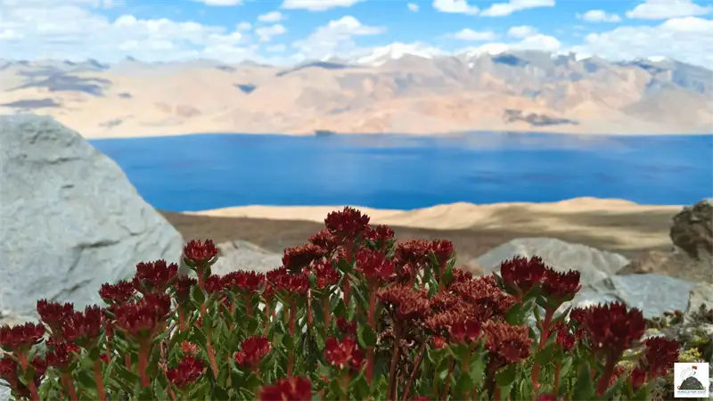 Wildlife and Nature Surrounding Mentok Kangri