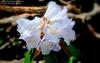 white rhododendron on bali pass trek