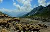 sheeps