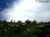 day5 photo - goats wondering wat humans were doing here