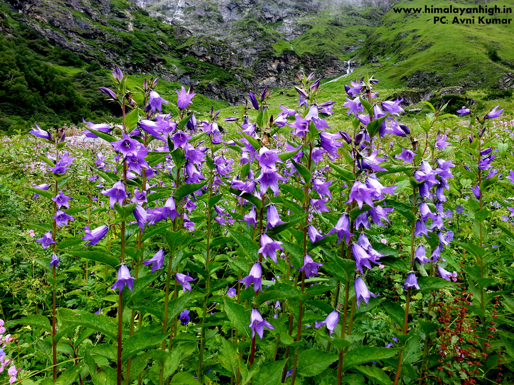 Valley of Flowers Hemkund Trek