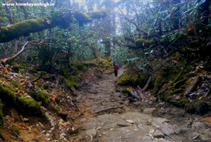 OrgBrandingNameForAlbumImages - Dzongri Goechala Trek Description2